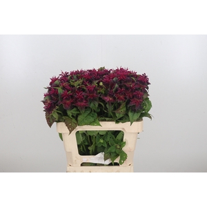 Monarda Red