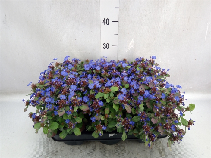 <h4>Ceratostigma plumbaginoides</h4>