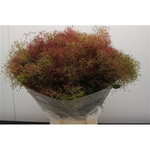 COTINUS PRUIK