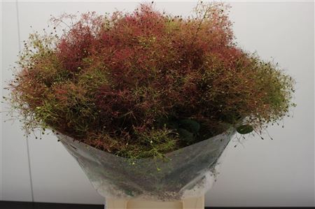 <h4>COTINUS PRUIK</h4>
