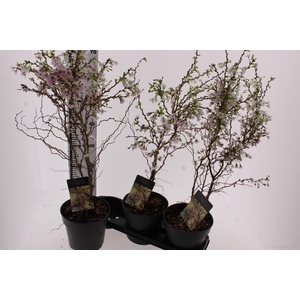 PRUN INC KOJOU-NO-MA