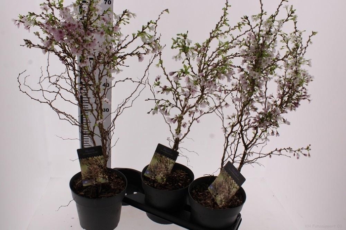 <h4>PRUN INC KOJOU-NO-MA</h4>