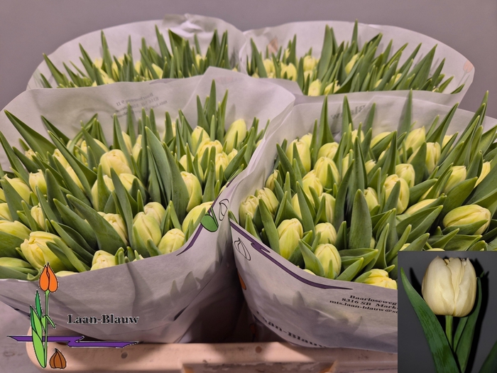 <h4>TU DU VERONA</h4>