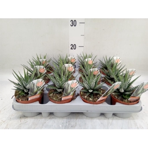 Haworthia fasciata 'Big Band'