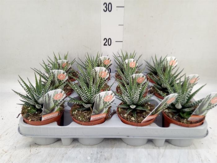 <h4>Haworthia fasciata 'Big Band'</h4>