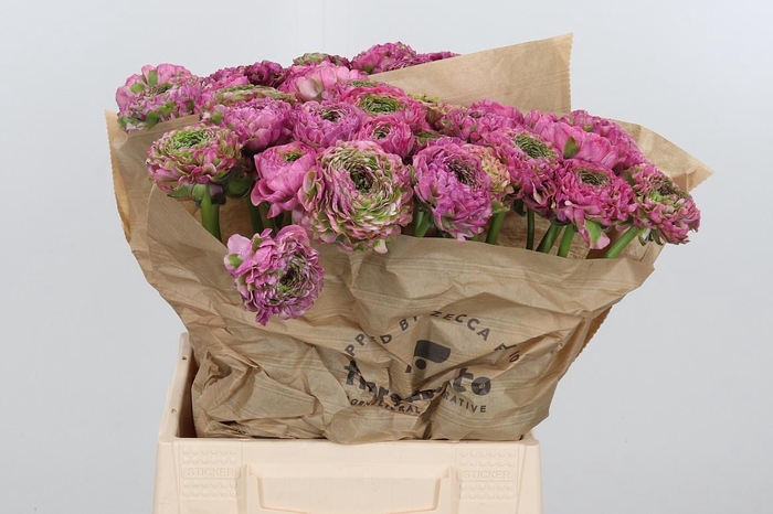 <h4>Ran Pon-pon Malva</h4>