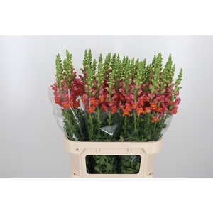 Antirrhinum Dark Orange