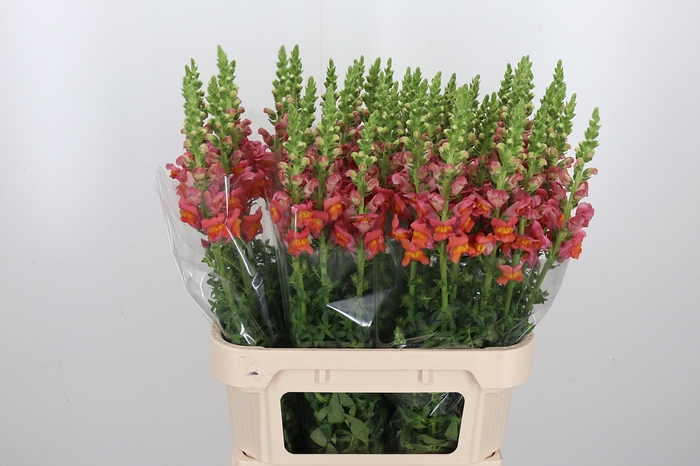 <h4>Antirrhinum Dark Orange</h4>