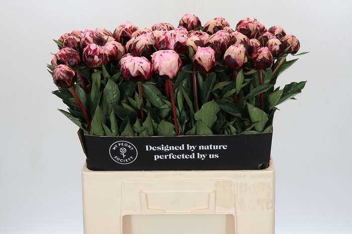 <h4>Paeonia The Fawn</h4>