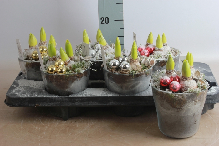 <h4>ARR HYACINTH</h4>