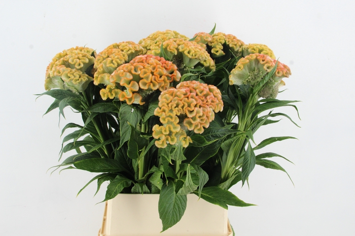 <h4>CEL C TURBO APRICOT</h4>