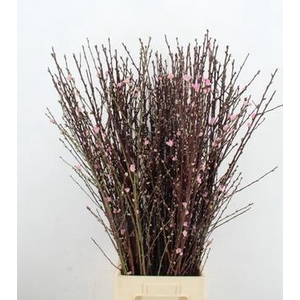 PERZIKBLOESEM PINK PER BUNCH 100CM