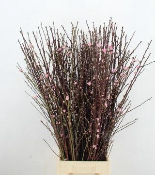 PERZIKBLOESEM PINK PER BUNCH 100CM