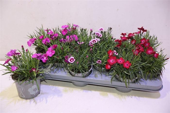 <h4>Dian Diantica Gem</h4>