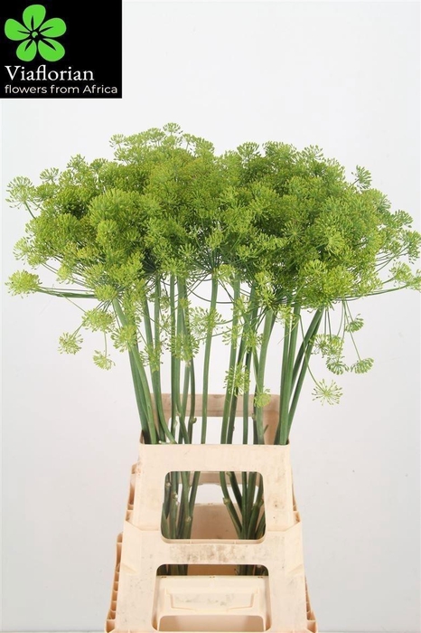 <h4>Anethum Graveolens</h4>