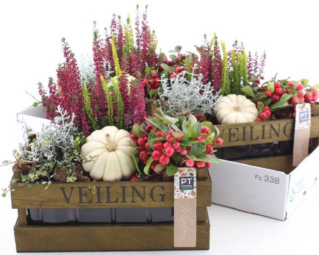 <h4>ARR TUINPLANTEN</h4>