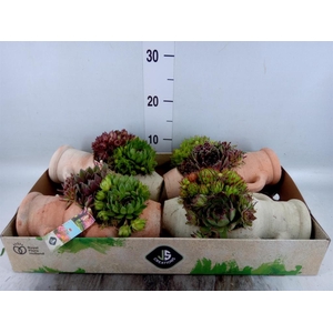 Arr.  Sempervivum L%