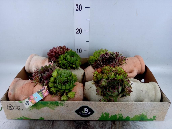 <h4>Arr. Sempervivum L%</h4>