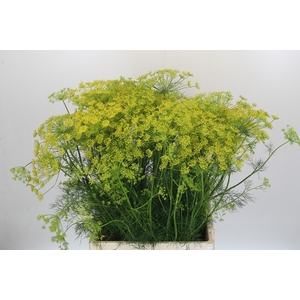 Anethum Graveolens