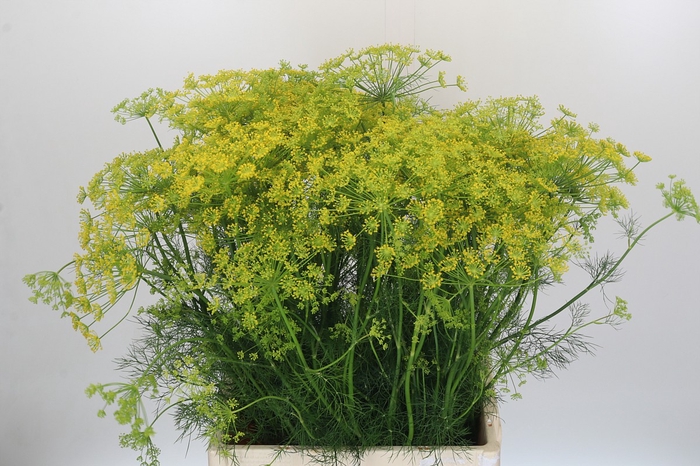 <h4>Anethum Graveolens</h4>