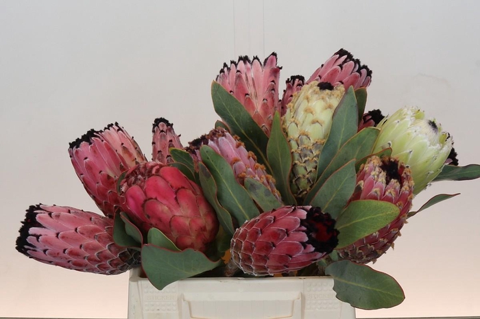 <h4>Protea Mix</h4>