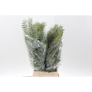 Acacia Bl Cl Lune Bs