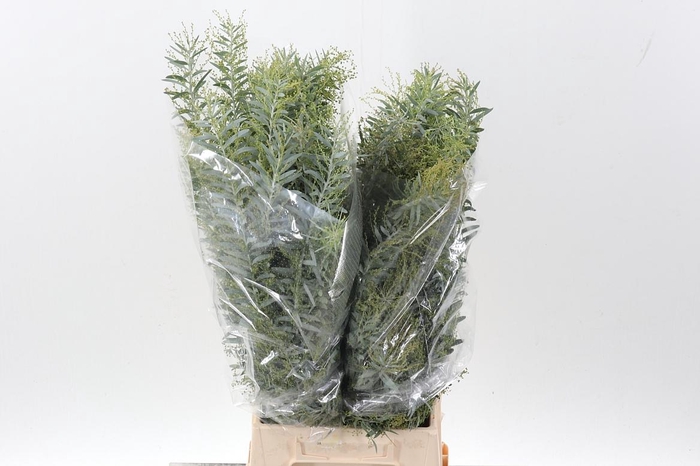 <h4>Acacia Bl Cl Lune Bs</h4>