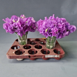 LATHYR WI SUNS MAUVE
