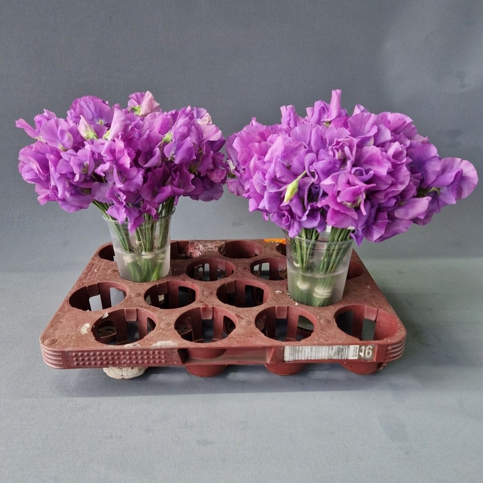 <h4>LATHYR WI SUNS MAUVE</h4>