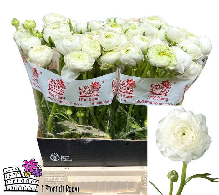 <h4>RAN DOLCEVITA WHITE</h4>