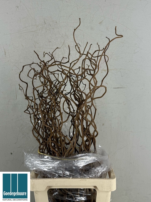 <h4>CORYL AV CONTORTA</h4>