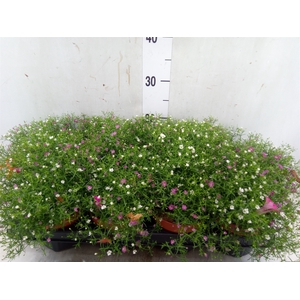 Gypsophila muralis   ...mix /pot