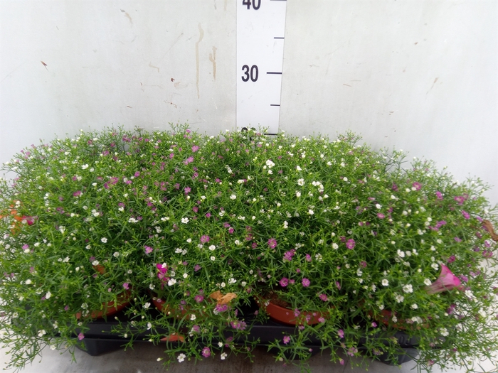 <h4>Gypsophila muralis   ...mix /pot</h4>