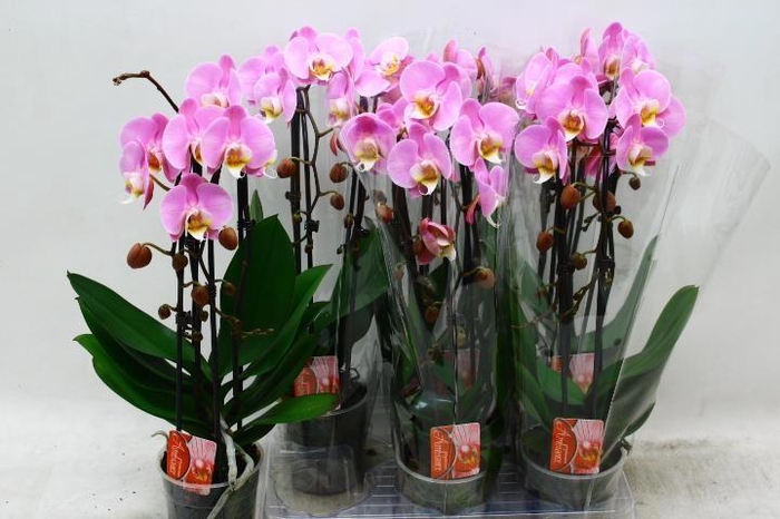 <h4>PHAL EL CASCADE</h4>