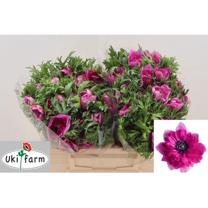 ANEM CO LEVAN FUCSIA