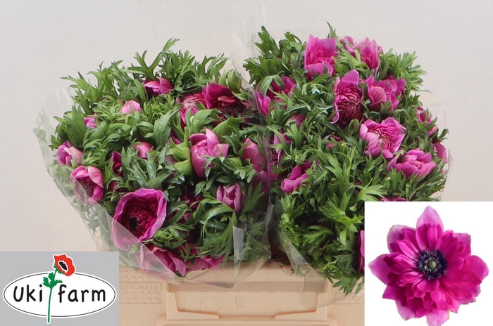 <h4>ANEM CO LEVAN FUCSIA</h4>