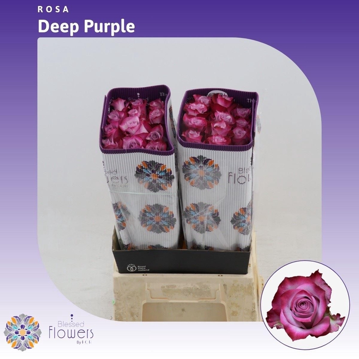 <h4>Rosa gr Deep Purple</h4>