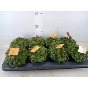 Callisia repens 'Turtle'