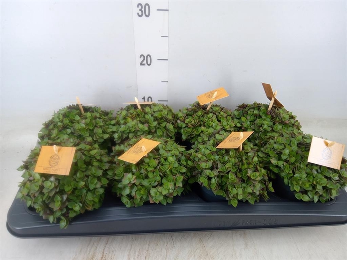 <h4>Callisia repens 'Turtle'</h4>