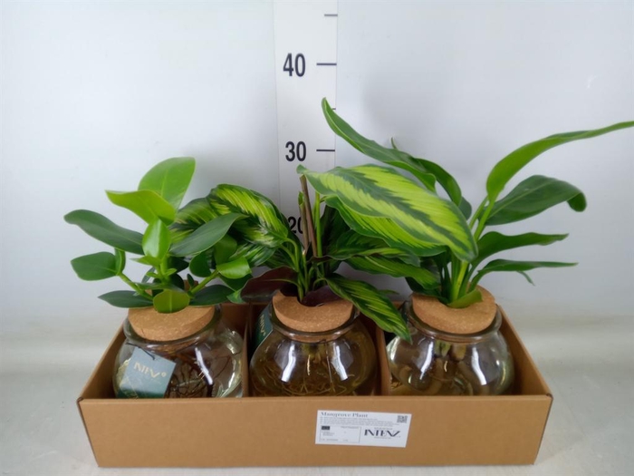 <h4>Planten ..mix</h4>