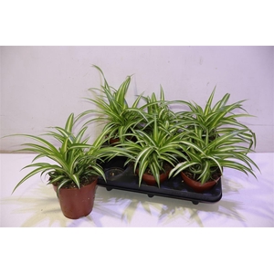 arr8 Chlor Com Variegatum