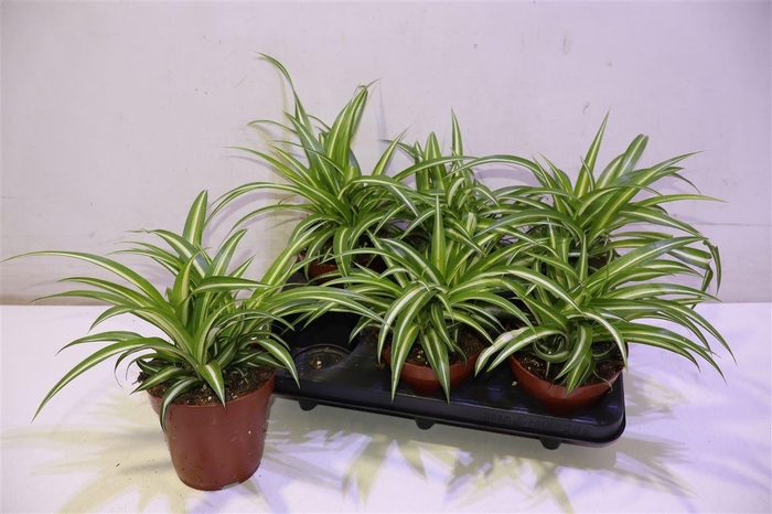 <h4>arr8 Chlor Com Variegatum</h4>