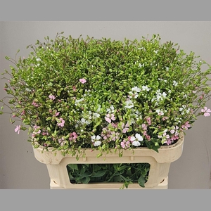 Saponaria Roze Per Bos
