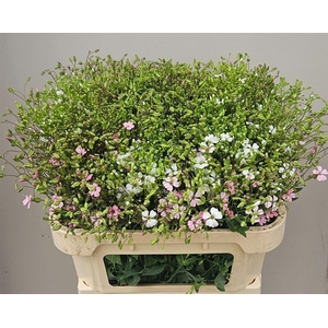 Saponaria Roze Per Bos