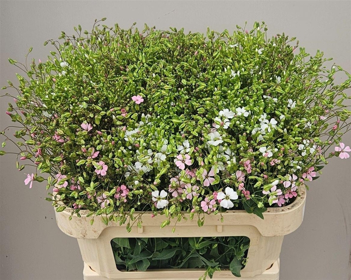 <h4>Saponaria Roze Per Bos</h4>