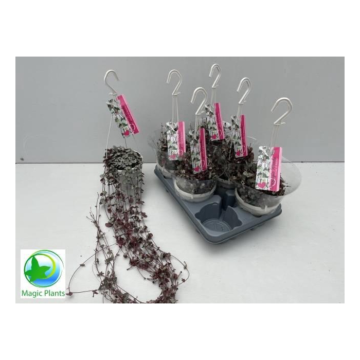 <h4>CEROP WO SILVE GLORY</h4>