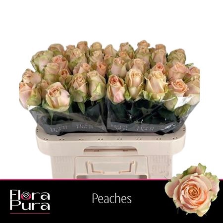 <h4>Rosa a grande fleur Peaches</h4>