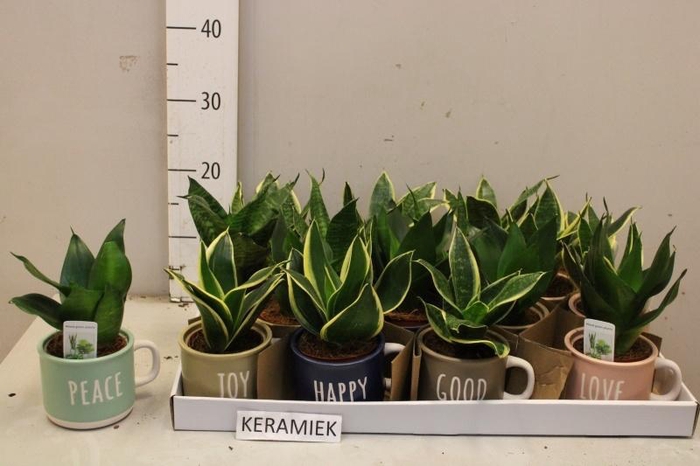 <h4>SANSEV HAHNII</h4>