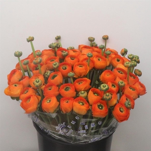 Ran Su Sr Fiesta Super