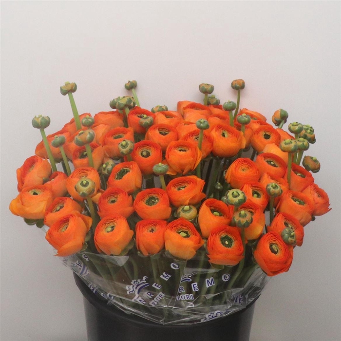 Ran Su Sr Lambada Orange Super